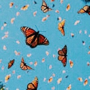 Meet your Posher, Fabiola